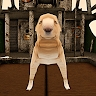 Fishing Weekend: Horror Dog